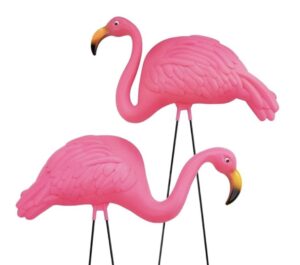 Flamingos